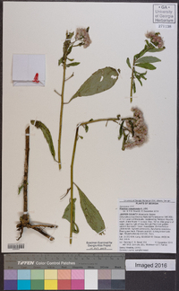 Pluchea camphorata image