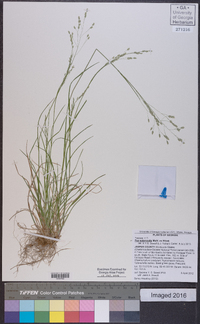 Poa autumnalis image