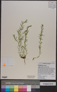 Polypremum procumbens image