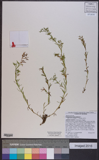 Polypremum procumbens image