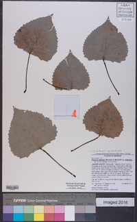 Populus deltoides subsp. deltoides image