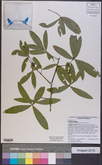 Quercus phellos image