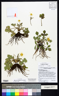 Ranunculus hispidus var. hispidus image