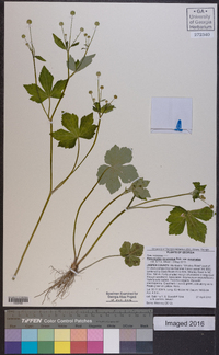 Ranunculus recurvatus var. recurvatus image