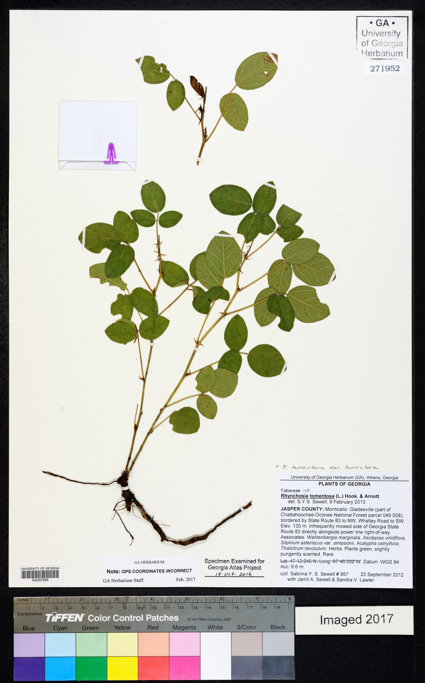 Rhynchosia tomentosa var. tomentosa image