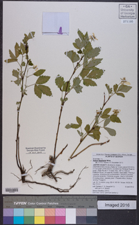 Rubus flagellaris image