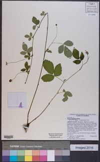 Rubus flagellaris image