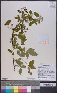 Rubus argutus image