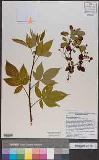 Rubus argutus image