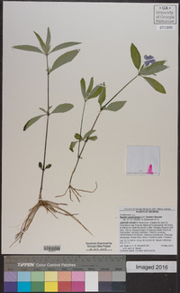 Ruellia caroliniensis image