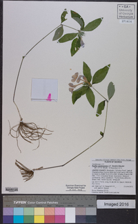 Ruellia caroliniensis image