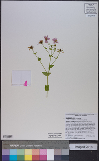 Sabatia angularis image