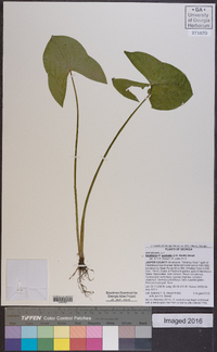 Sagittaria australis image