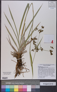 Scirpus georgianus image