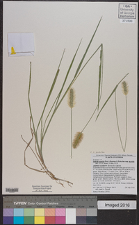 Setaria pumila image