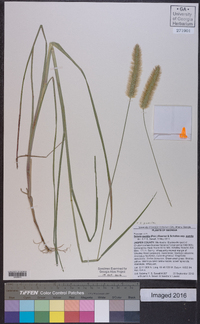 Setaria pumila image