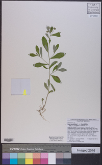 Sida rhombifolia var. rhombifolia image