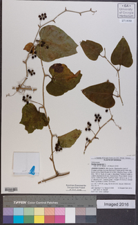 Smilax bona-nox image