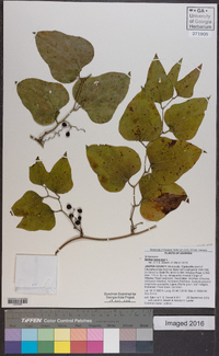 Smilax bona-nox image