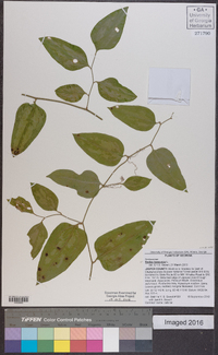 Smilax bona-nox image