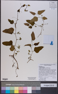 Smilax bona-nox image