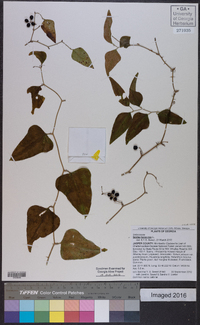 Smilax bona-nox image