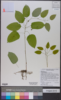 Smilax herbacea image