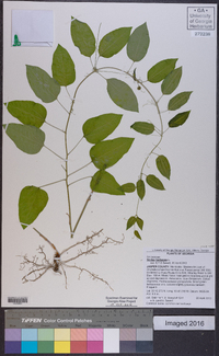 Smilax herbacea image