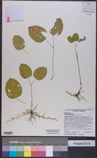 Smilax herbacea image