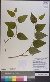 Smilax tamnoides image