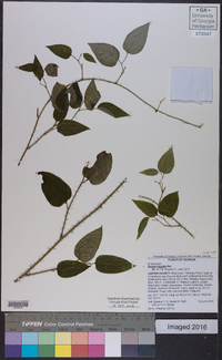 Smilax tamnoides image