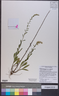 Solidago nemoralis var. nemoralis image