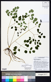 Thalictrum amphibolum image