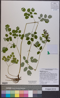 Thalictrum amphibolum image