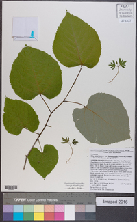 Tilia americana var. heterophylla image