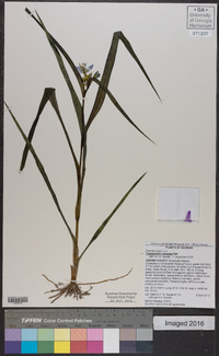 Tradescantia ohiensis image