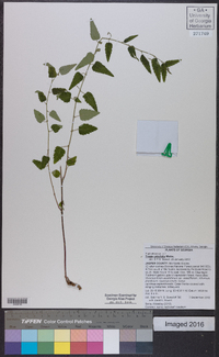 Tragia urticifolia image