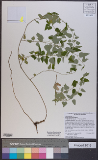 Tragia urticifolia image