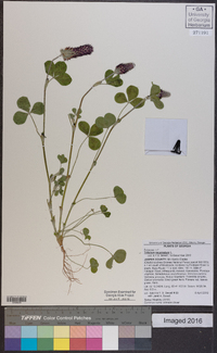 Trifolium incarnatum image