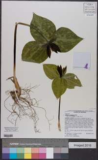 Trillium cuneatum image