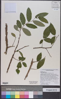 Ulmus alata image