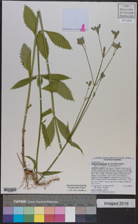 Verbena brasiliensis image