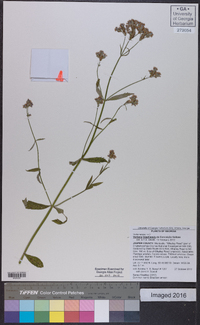 Verbena brasiliensis image