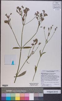 Verbena brasiliensis image