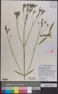 Verbena brasiliensis image