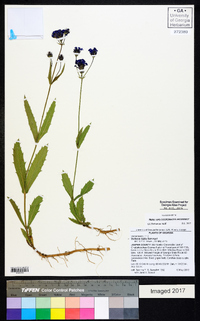 Verbena rigida image