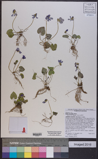 Viola cucullata image