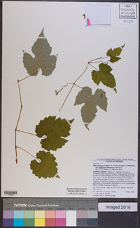 Vitis cinerea image