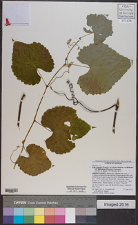 Vitis cinerea var. baileyana image