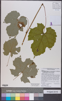 Vitis cinerea var. baileyana image